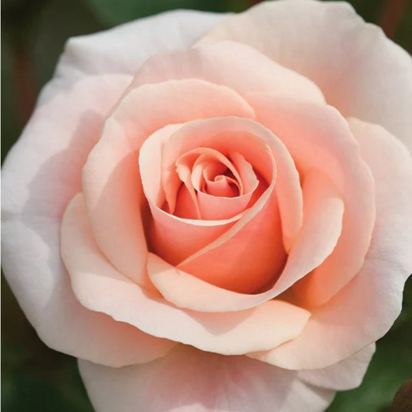 Meet your Posher, Glory - Picture 1 of 1